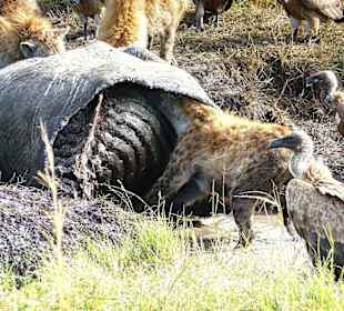 Die Hyäne kroch unter die Haut des Hippos
