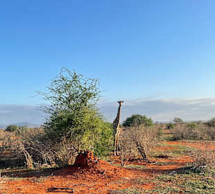 Giraffe am frühen Morgen