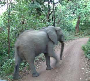 Trochę duży ten słoń