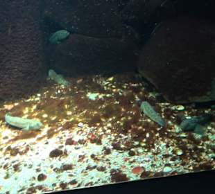 Aquarium