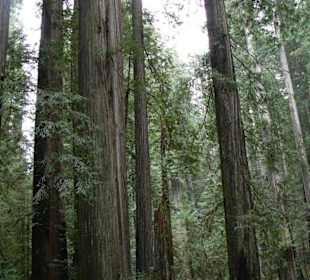 Redwood abseits der Highway 101