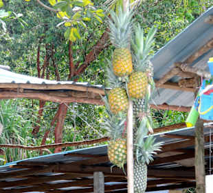 Monkey beach/park narodowy Penang