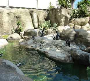 Pinguin Anlage