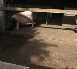 Hohenloher Freilandmuseum