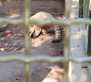 Wildpark Osterzgebirge