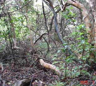 Tsitsikamma National Park