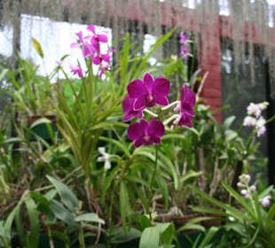 Botanischer Garten Kandy