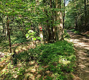 Schöner Waldweg