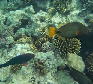 Das Riff am Bootssteg