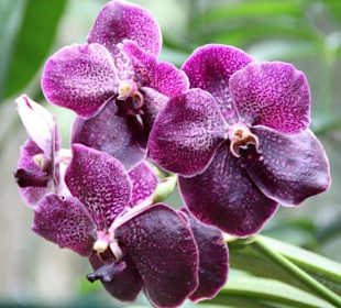 Orchidee