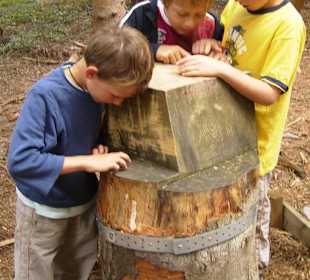 Baumkronenweg Kopfing