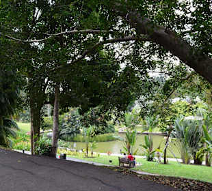 Botanischer Garten Singapur