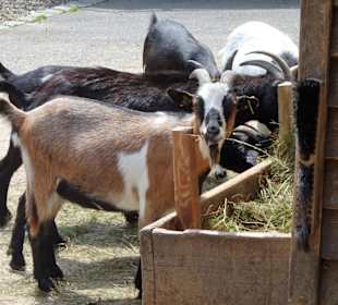 Ziegen im Tierpark Röhrensee