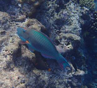 Schnorcheln Hausriff