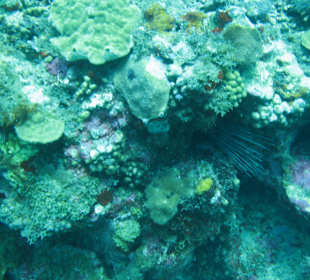 Grenada / Unterwasserwelt