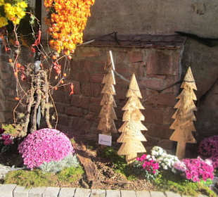 Chrysanthema Lahr