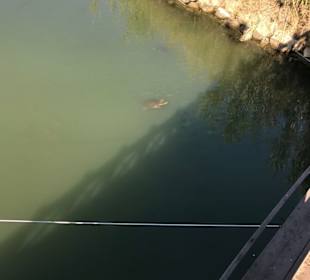 Schildkröte