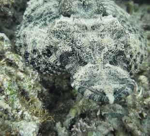 Am Hausriff gefunden 