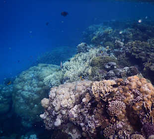 Schnorcheln Marsa Alam