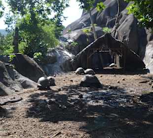 Riesenschildkröten im Union Estate