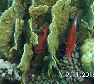 Schnorcheln Marsa Alam