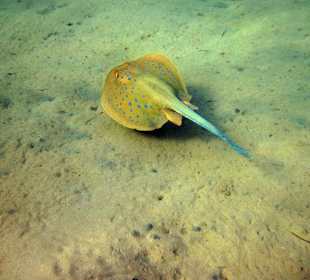 Blaupunktrochen