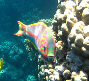 Coraya Bay, Unterwasserwelt