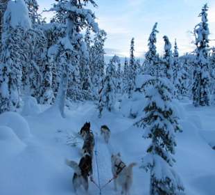 Unterwegs mit den Schlittenhunden