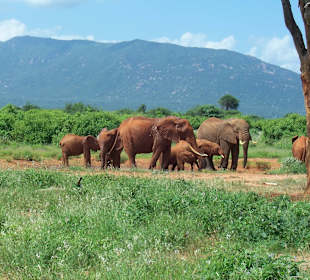 Kleine Elefantenherde
