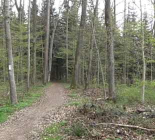 Vitus Mayer Waldlehrpfad