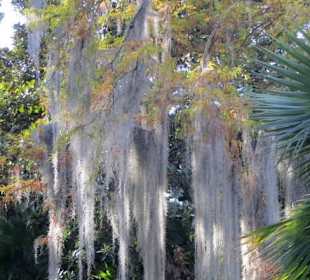 Flechte wuchert am Baum