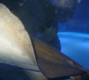 Röhren Aquarium Antalya 