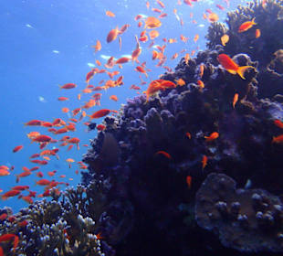 Fast wie im Aquarium