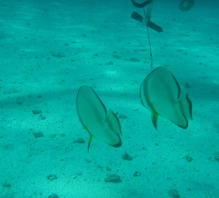 Langflossen - Fledermausfische in der Bucht