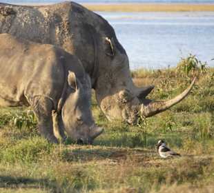 Weisses Nashorn ( Breitmaulnashorn) mit Nachwuchs 