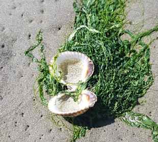 Wattwanderung Cuxhaven