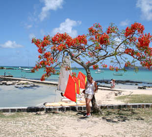 Feuerbaum am Kap Malheureux