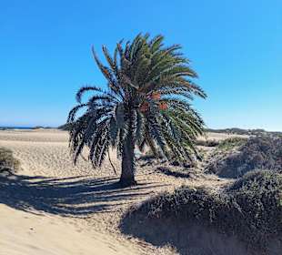 Dünen von Maspalomas