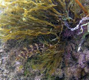 Unterwasserwelt am Amara Beach Resort