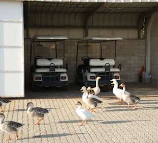 Caddy für die große Außenanlage