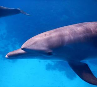 Schnorcheln mit Delfinen