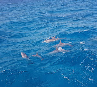 Delfin Tour Hurghada