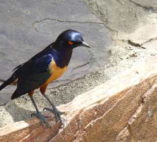 Hildebrand-Glanzstar