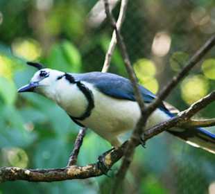in Freiheit noch schöner
