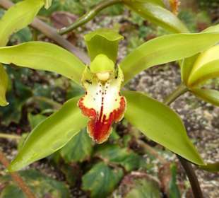 Orchideen im Tropical Garden