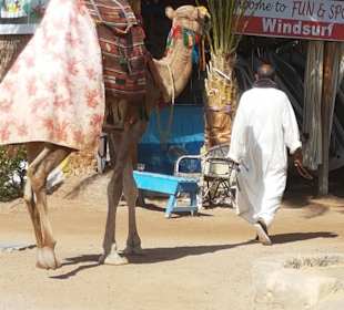 Stadtbesichtigung El Gouna