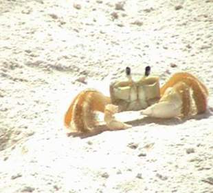 Krebs auf Isla Saona