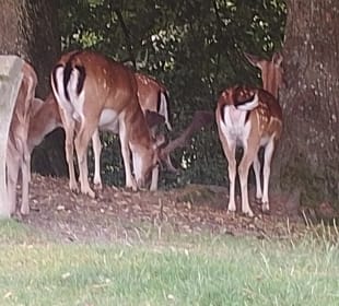 Wildpark Schloss Ortenburg