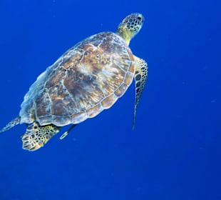 Schnorcheln Sharm Shunne