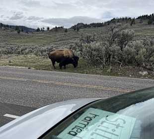 Yellowstone Nationalpark